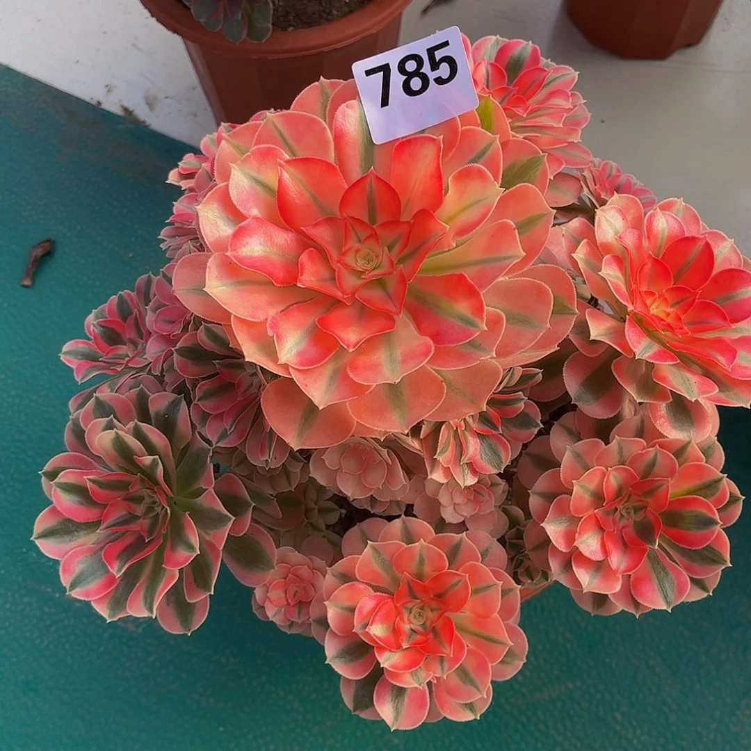 多肉女巫00000785