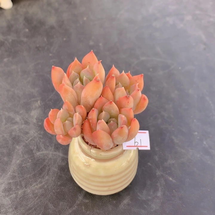 一物一拍满30包邮 61