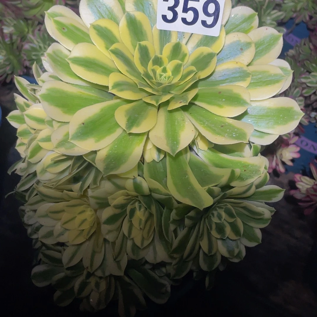 多肉法师359号迈巴赫发货不包损