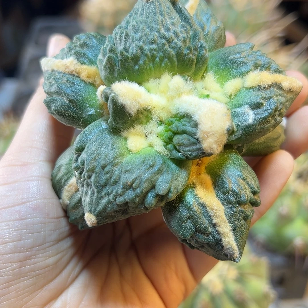 晚13号苗接蛋怒带叉无根8.8公分