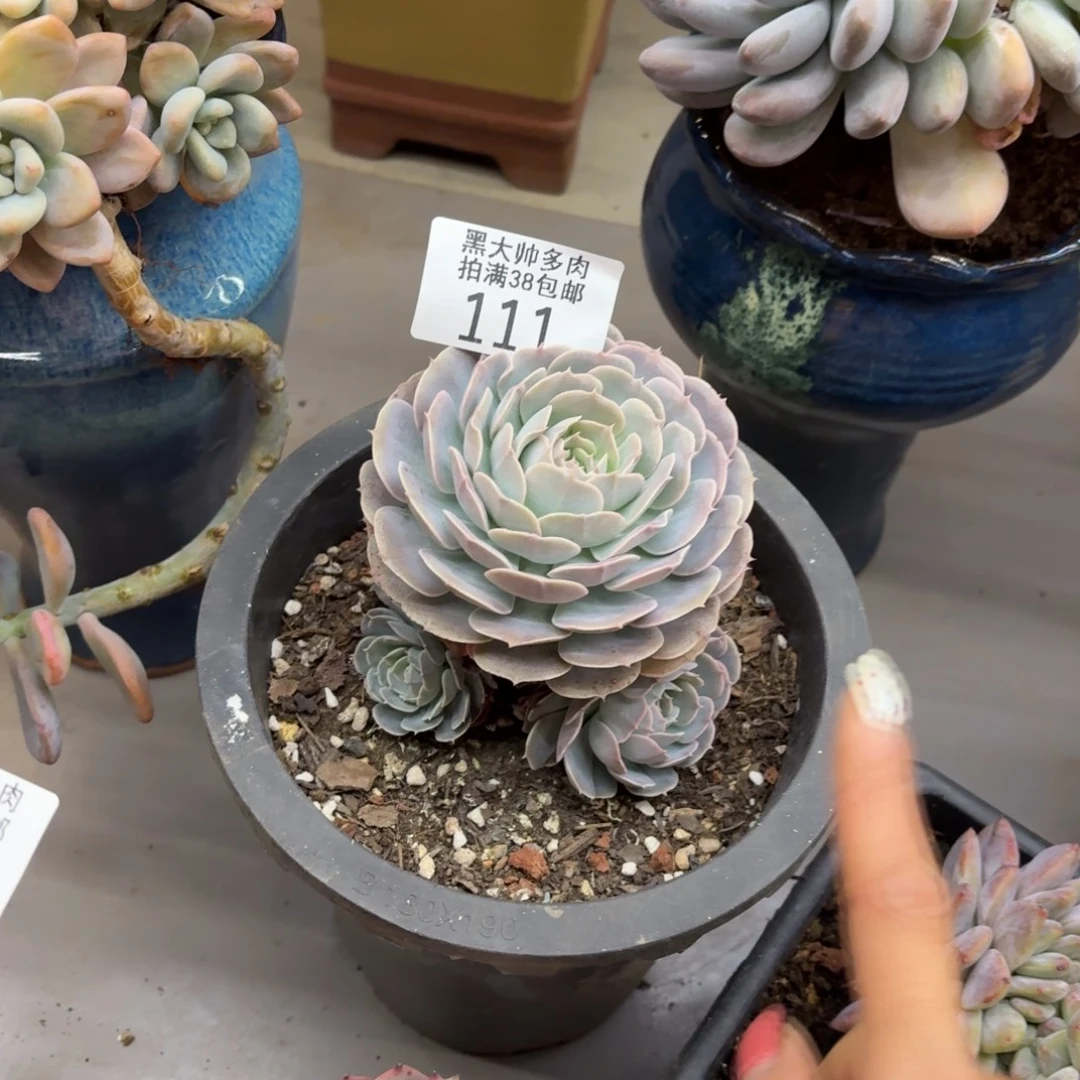 茂***了黑大帅多肉111天赐