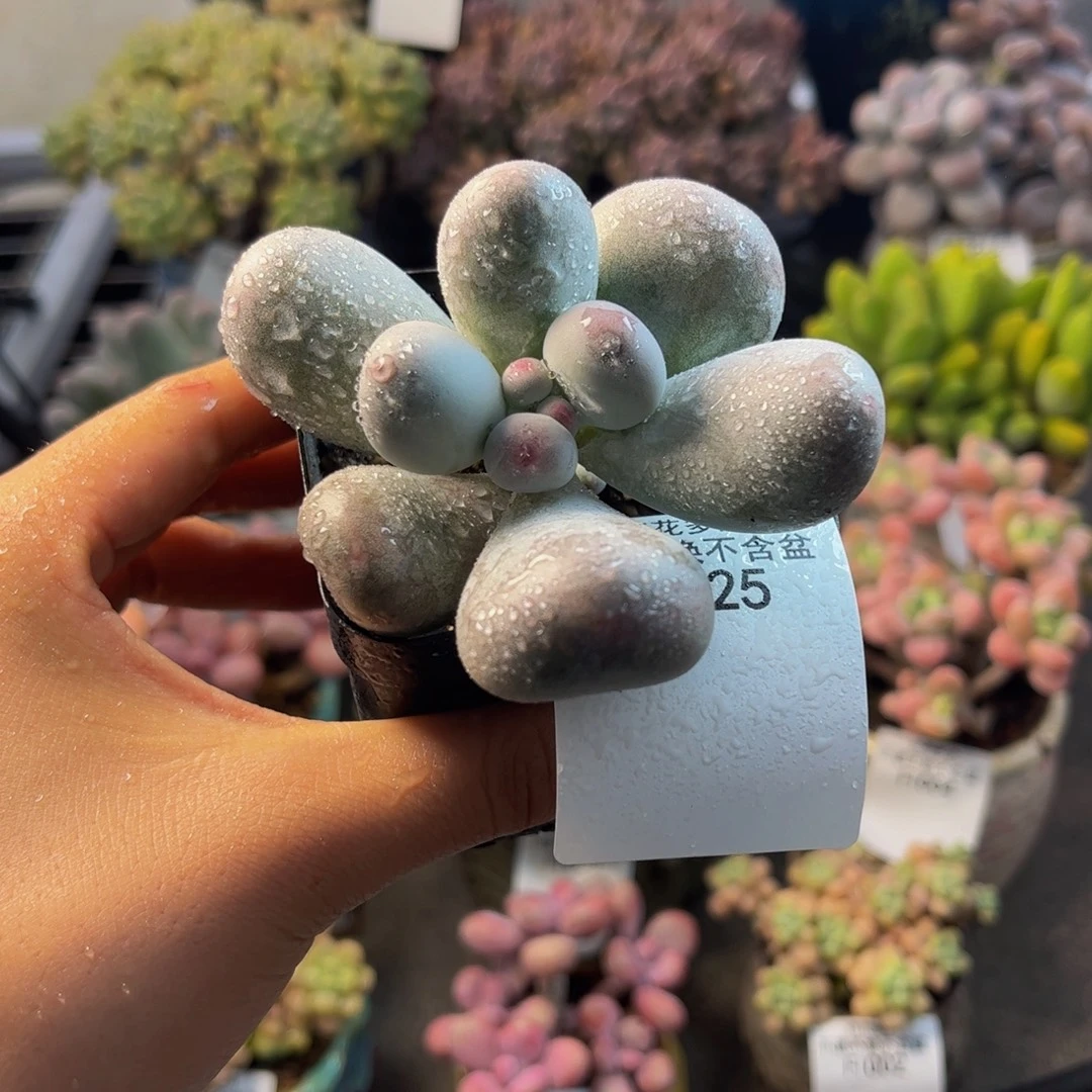 025-米可奶多肉6cm