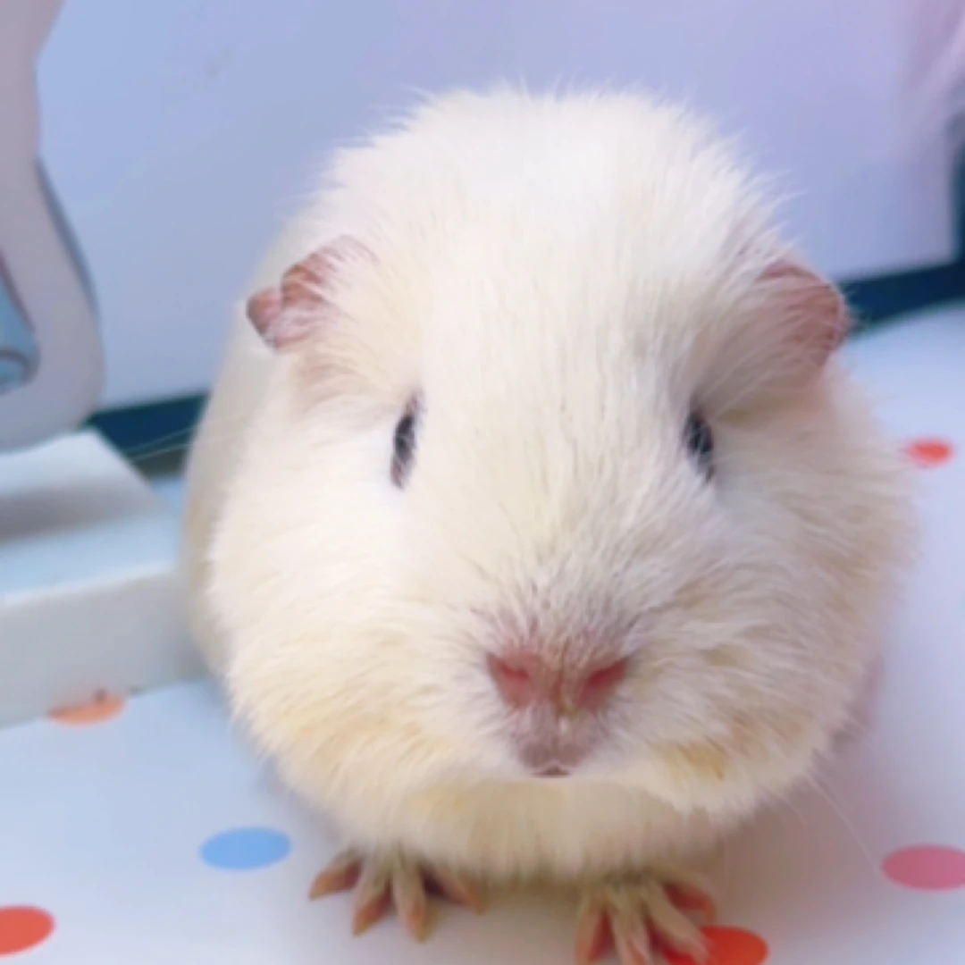 英短荷兰猪弟弟活体豚鼠宠物，家庭繁育亲人性格好包邮包活