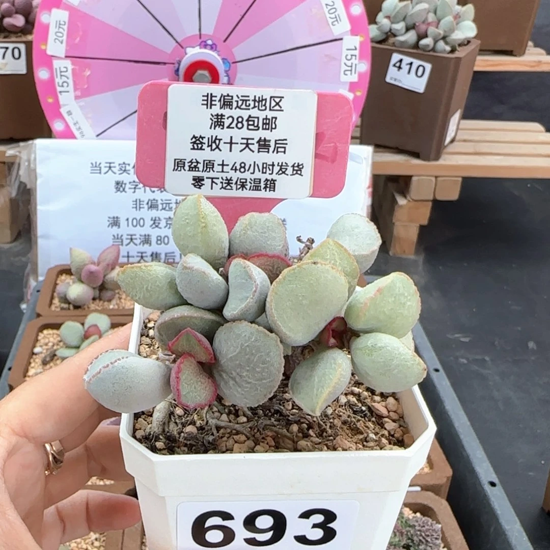 693粉雪蛋多肉植物