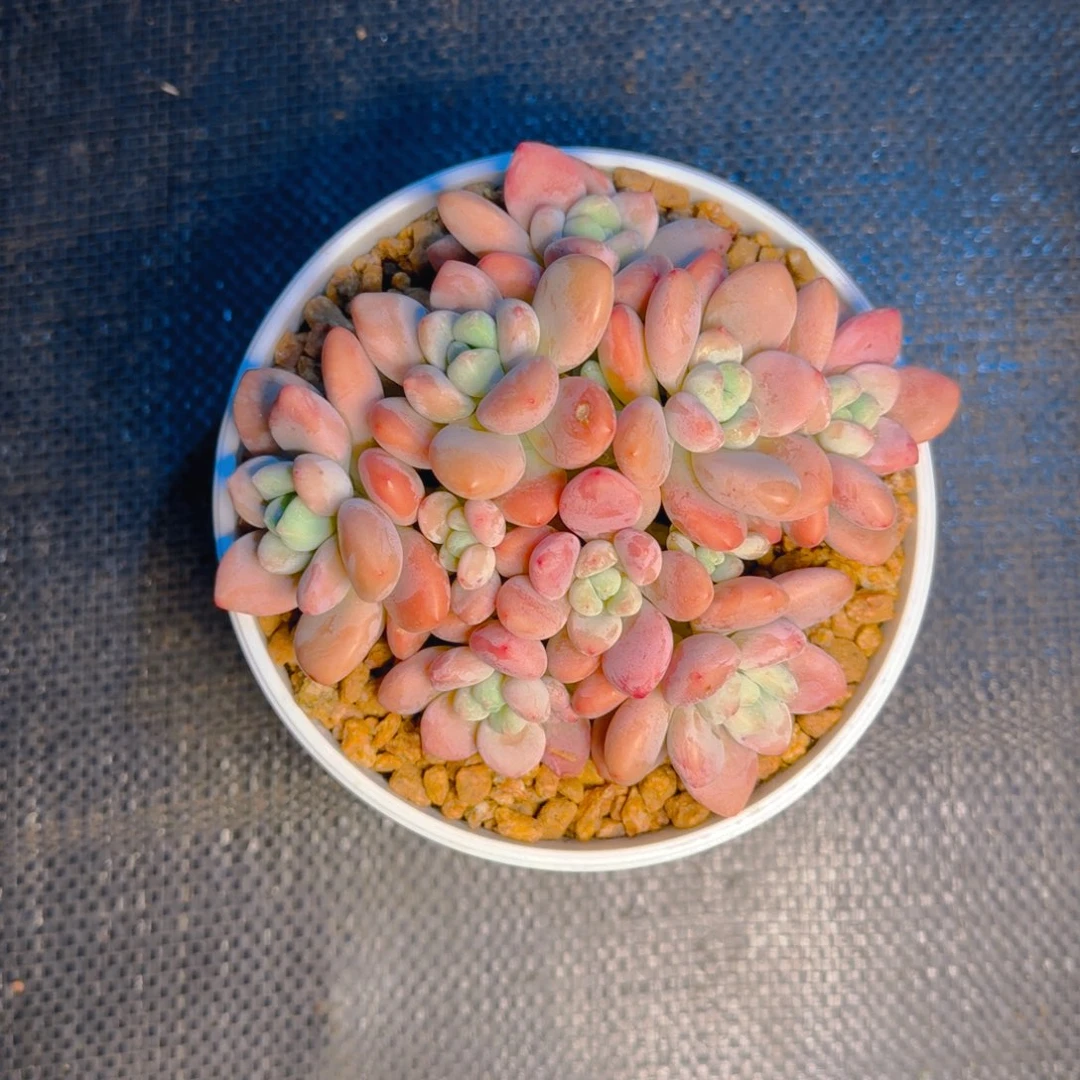 柏***妍柏妍发货多肉1111111