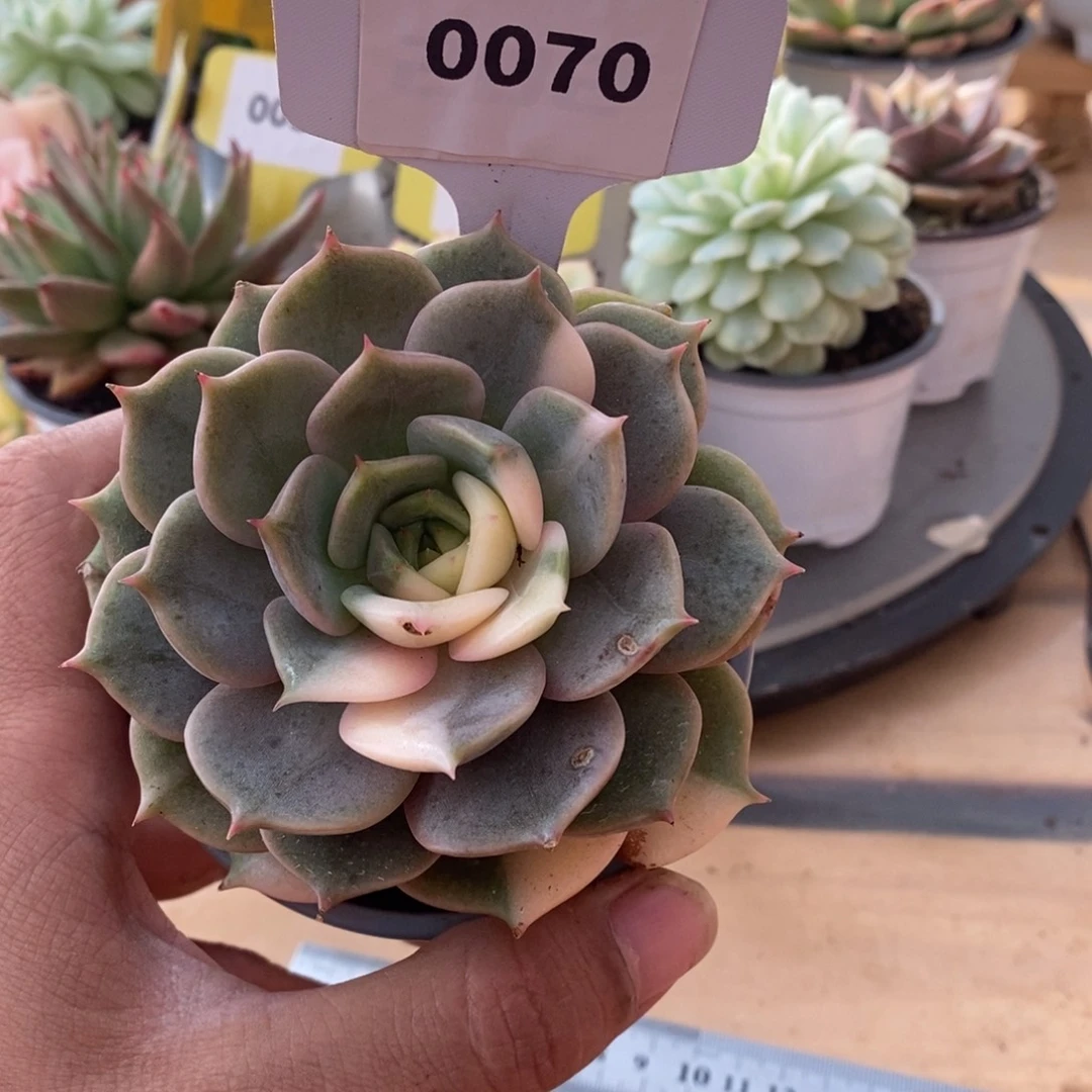 0070贝加尔湖哈哈哈哈
