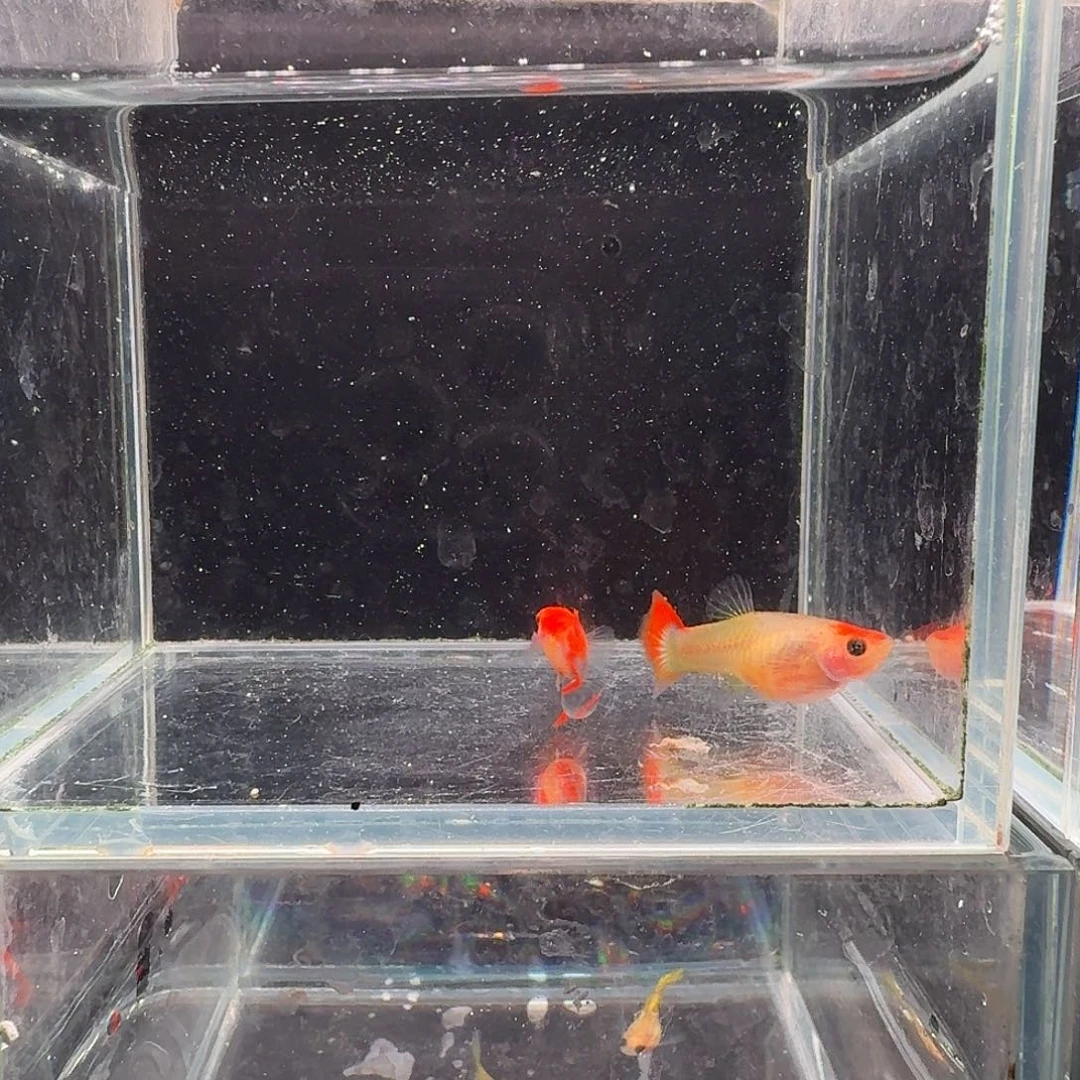 孔雀鱼深海蓝玻璃猫1对