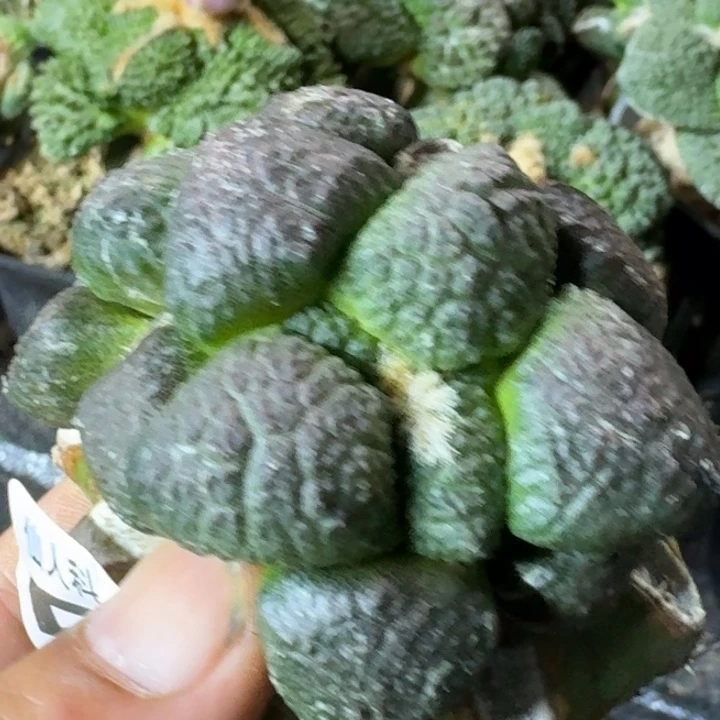 舞***才无花朵苗接连山515