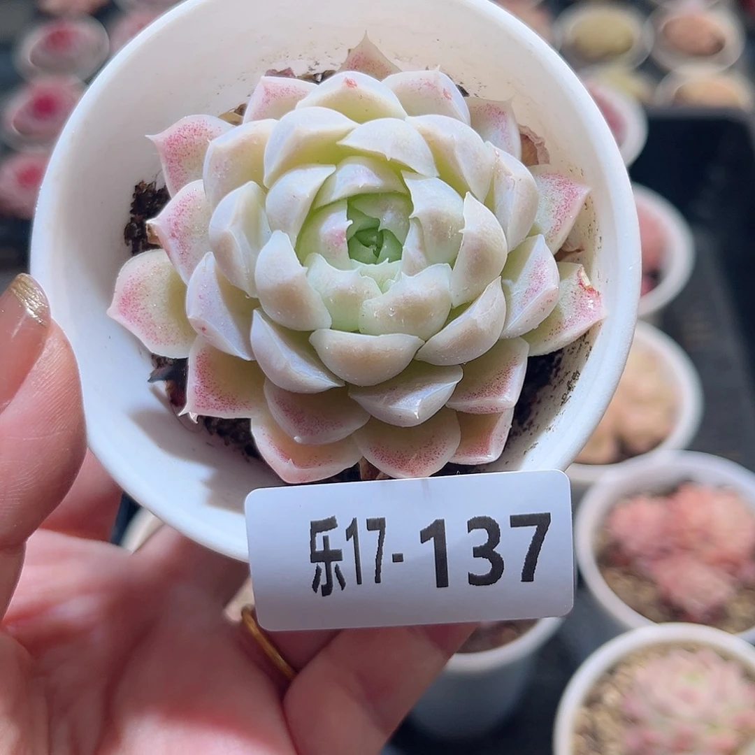 乐17-137 白月影单头