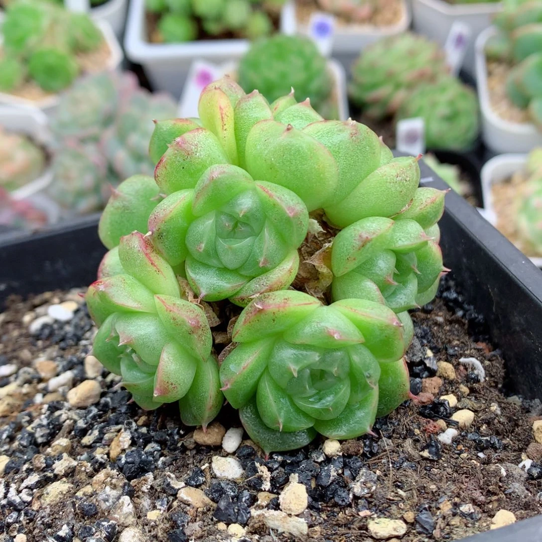 58包邮  群生不包整麦秆群57