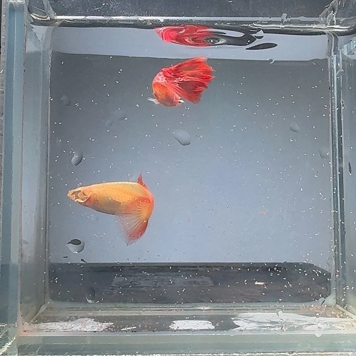****丫孔雀鱼红蕾丝种鱼一对