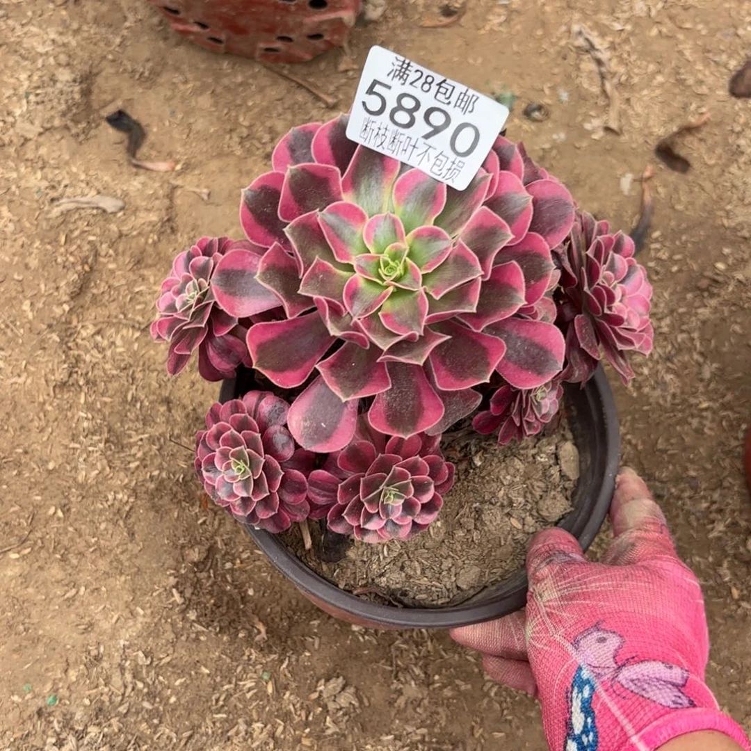 T. 5890美杜莎多肉，ban