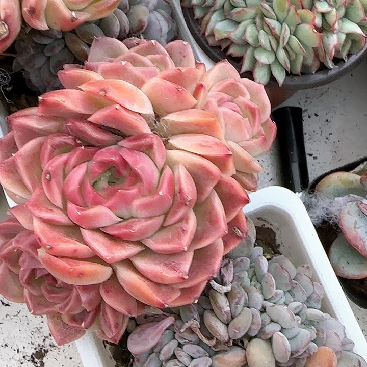 心****师青蛙王子儿童牙膏211