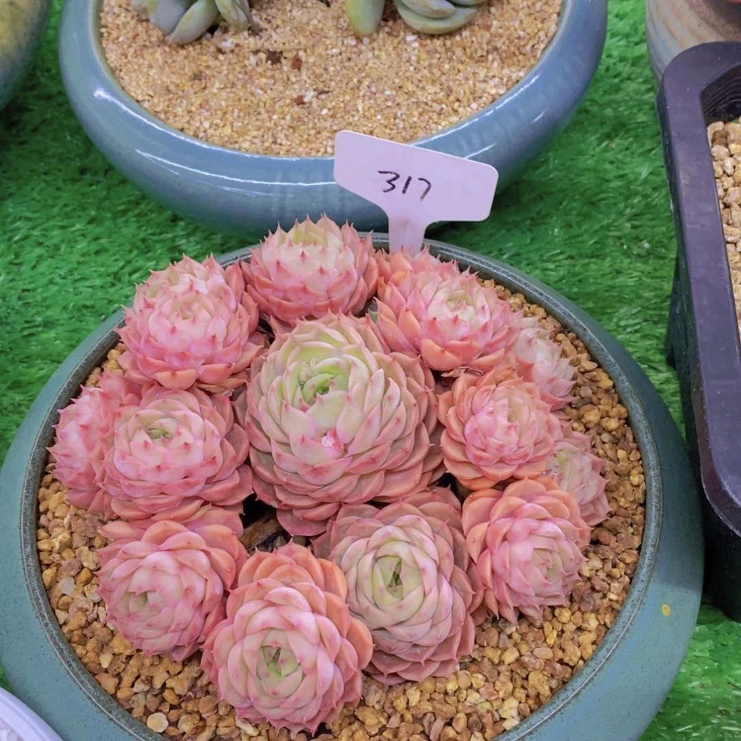 欢*开心多肉植物多肉
