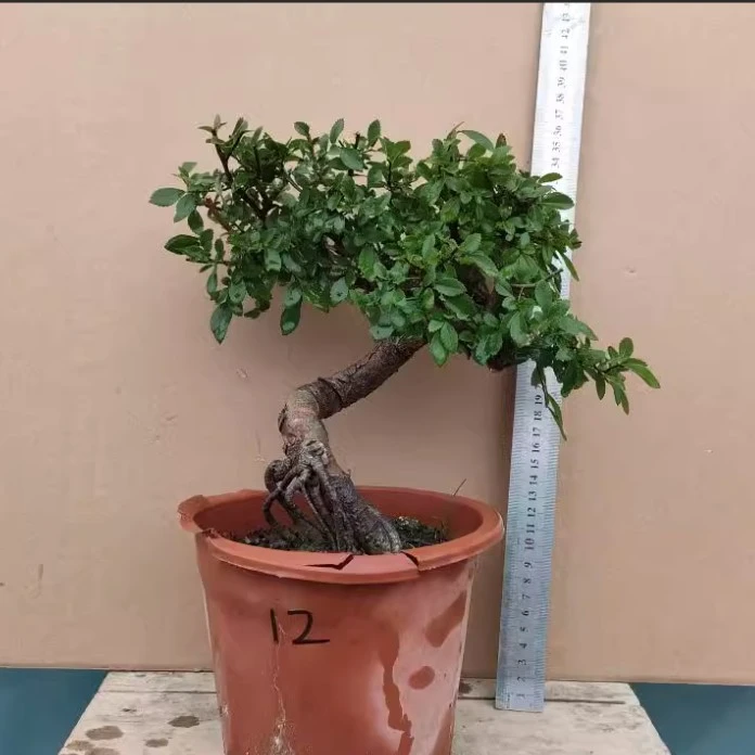 小叶榔榆精品老桩