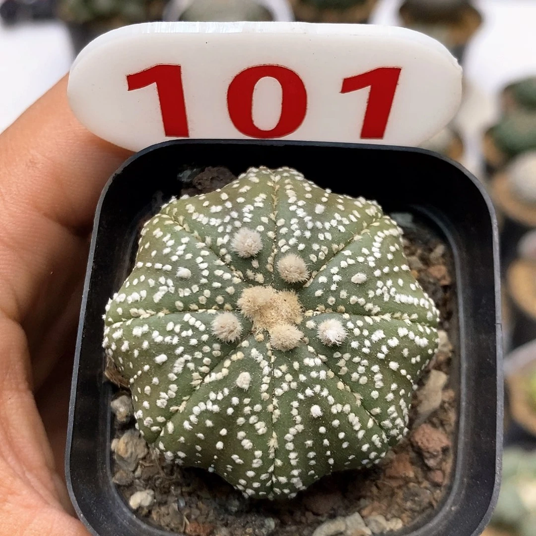 101泰奇福利特价咯特价咯