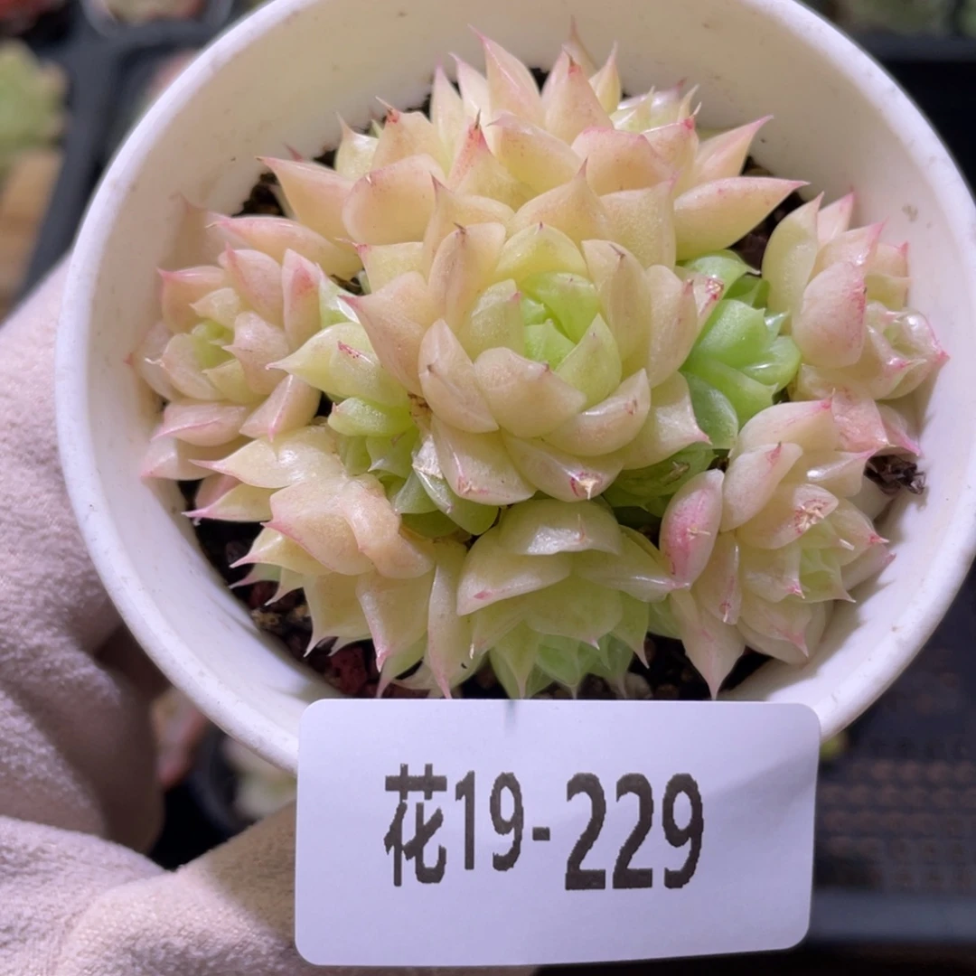 花利美19-229麦秆
