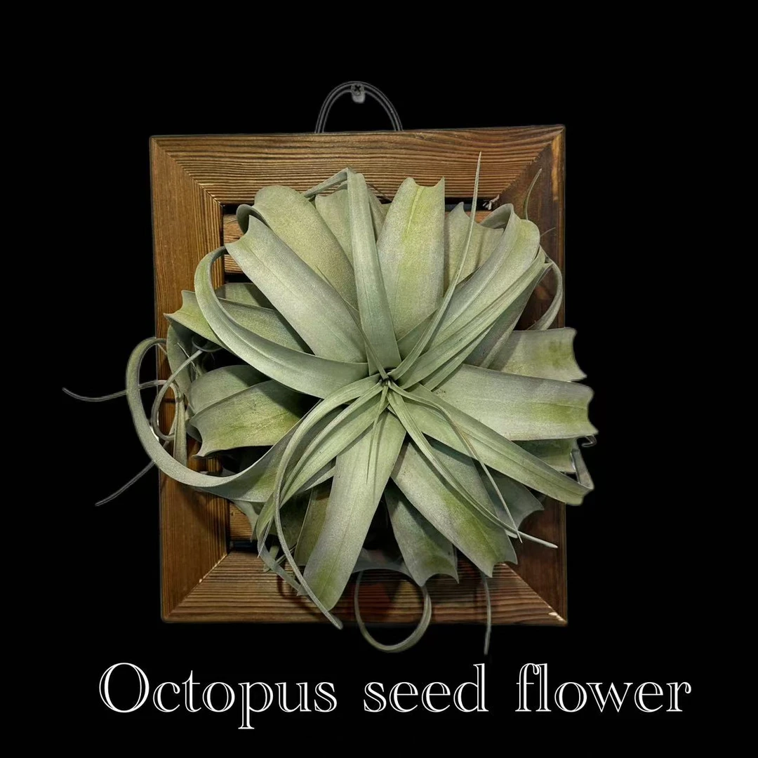 霸王空气凤梨 无土植物室内耐阴多年生绿植盆栽空气凤梨顺丰包邮