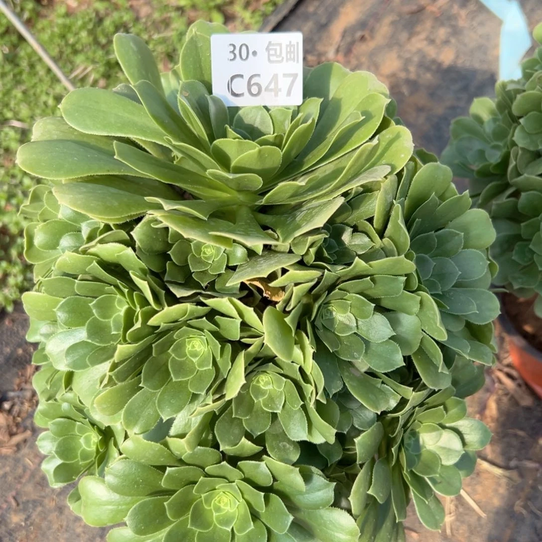 647绿杨蓉多肉法师