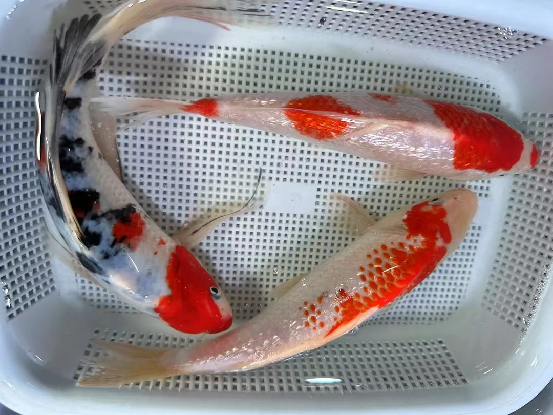 【15-17厘米红白2条三色1条共3条】锦鲤观赏鱼冷水淡水好养耐活