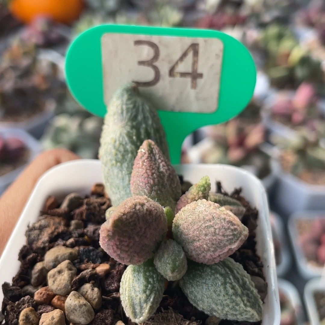 c****m          白虎。