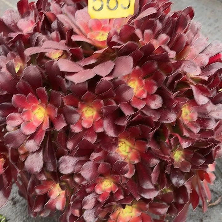 多肉植物福利来563