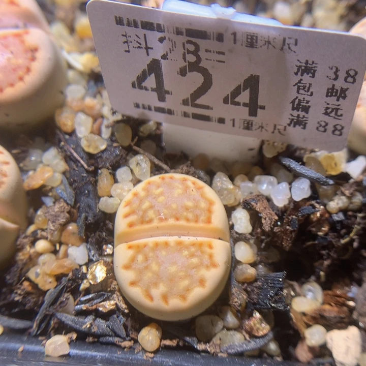 精品生石花28.424