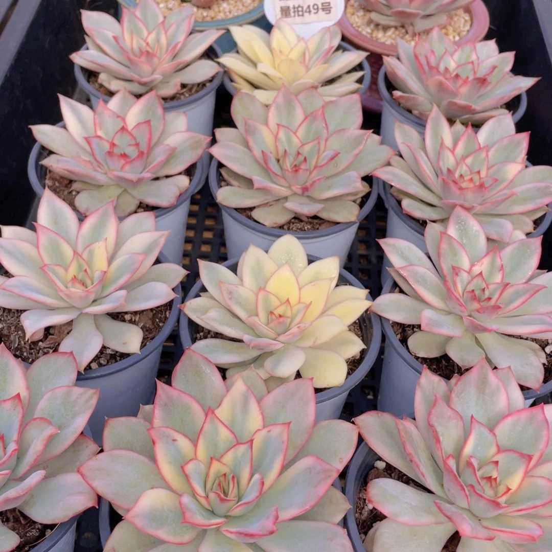 量拍49号 月光女神锦大单头一个