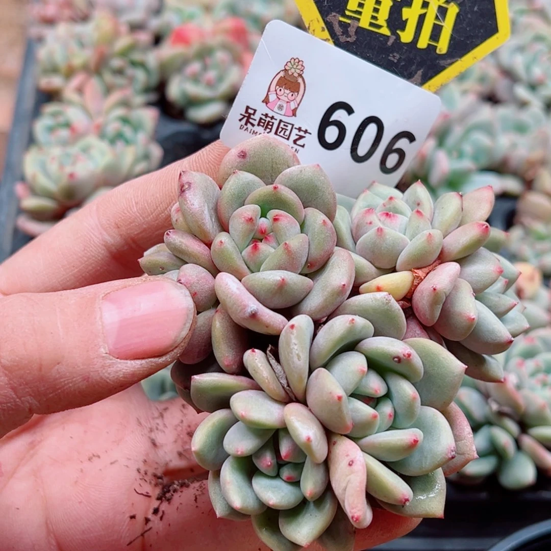 当前无花朵，栽培后可花朵