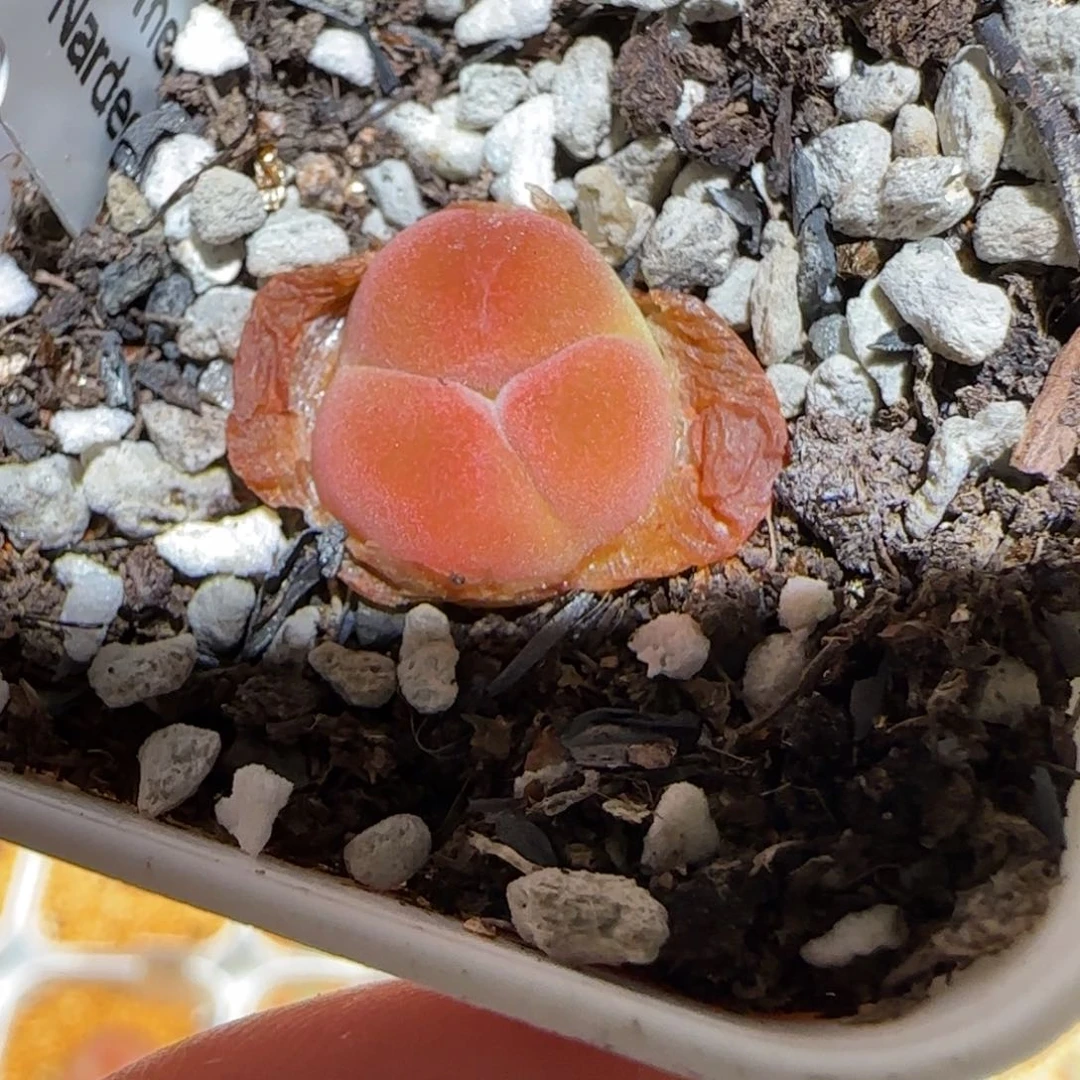 肉锥多肉植物百科-水蜜桃508