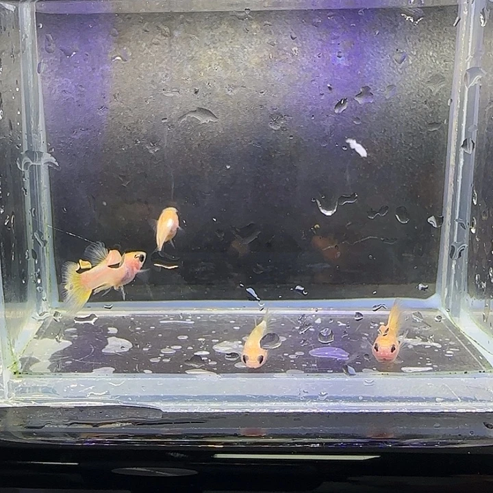 孔雀鱼幻彩2对。4号