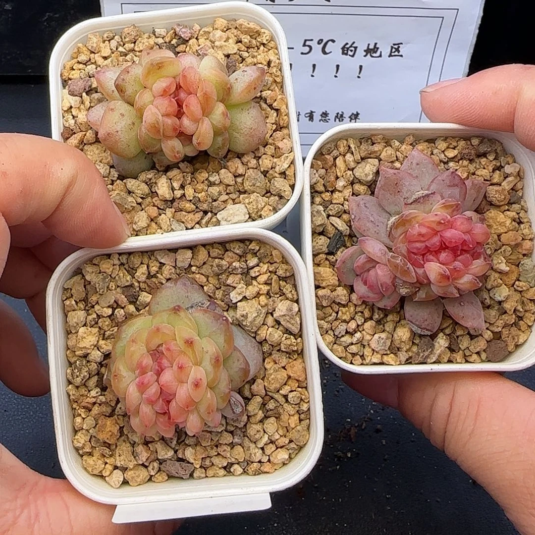 欣***悦【满29包邮非偏远】294