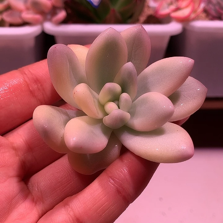 新香水锦锦锦锦锦锦