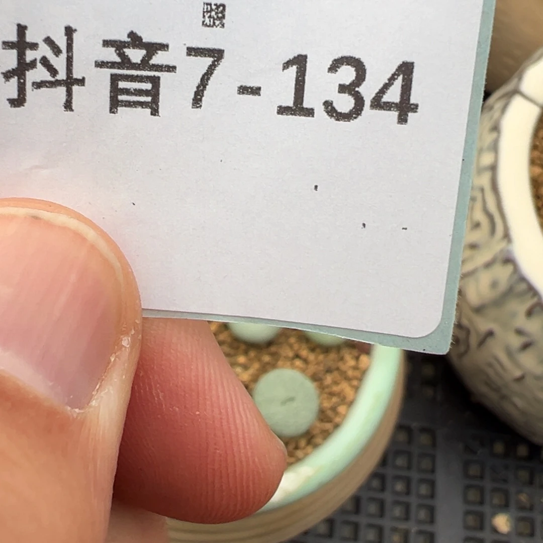 远***方7-134小雪茄22颗。多肉