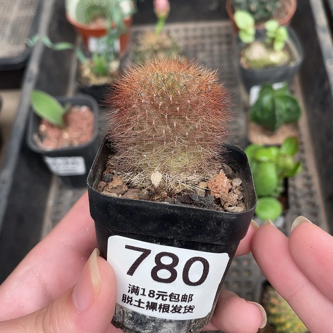 780百丝巢（满18包邮）