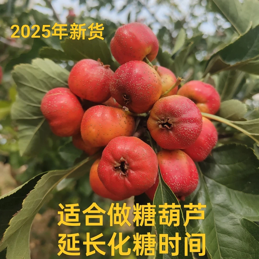 山东新鲜大山楂五棱山楂糖葫芦专用开胃