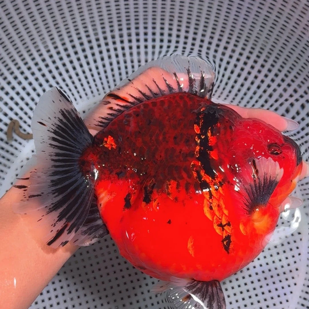 金鱼类不分公母17