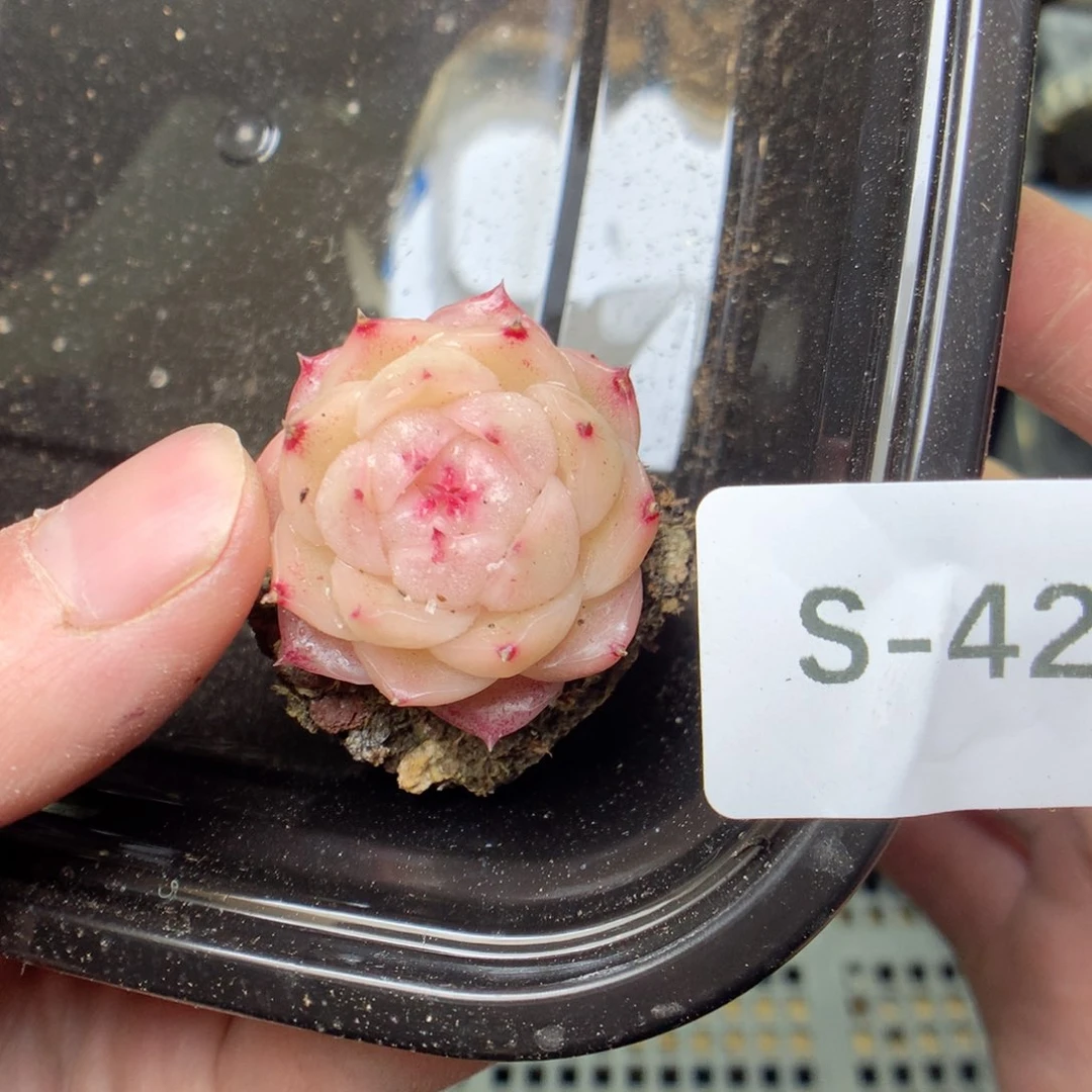 S42y y y y y y y y t t t