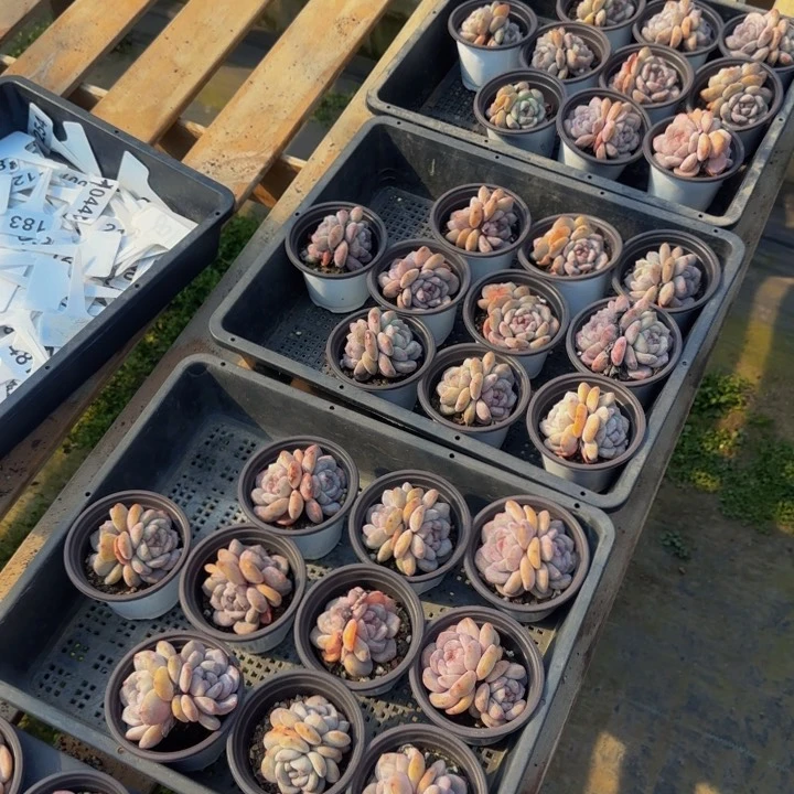 偶*10颗双头一筐多肉星影