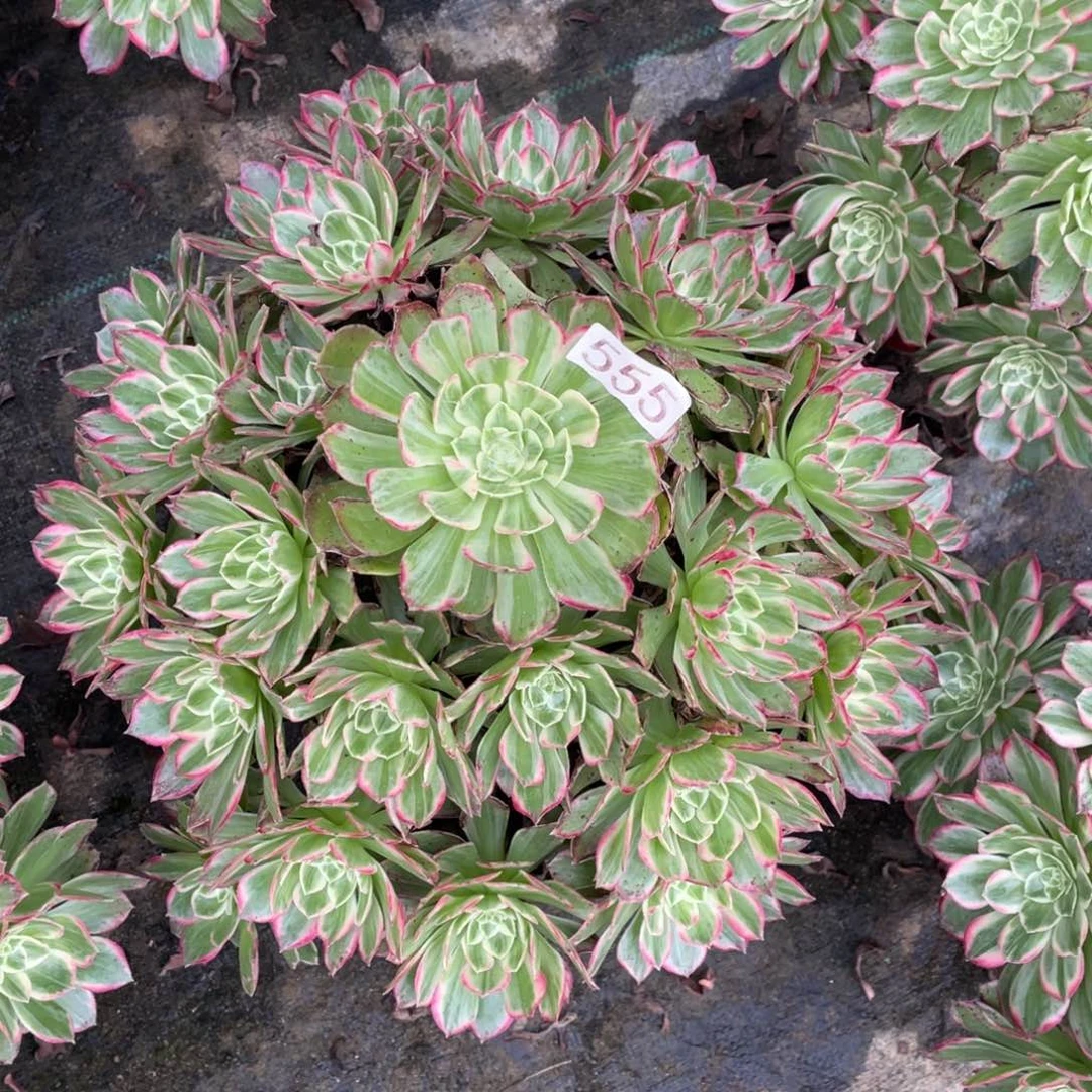 莲花多肉植物老桩