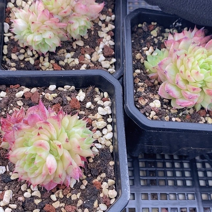 183 多肉植物盆栽花卉植物