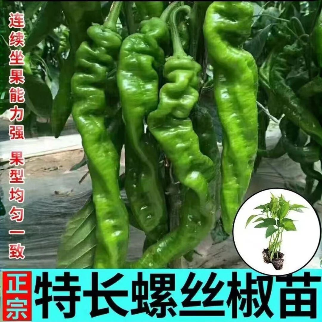 高产大果螺丝椒秧苗四季蔬菜苗带土发货新鲜秧苗特辣螺丝椒可食用