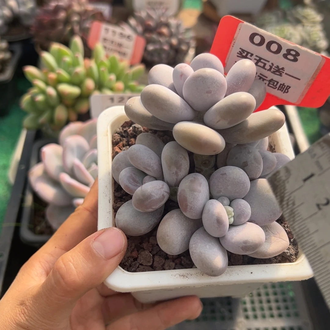 表妹精品多肉植物008.