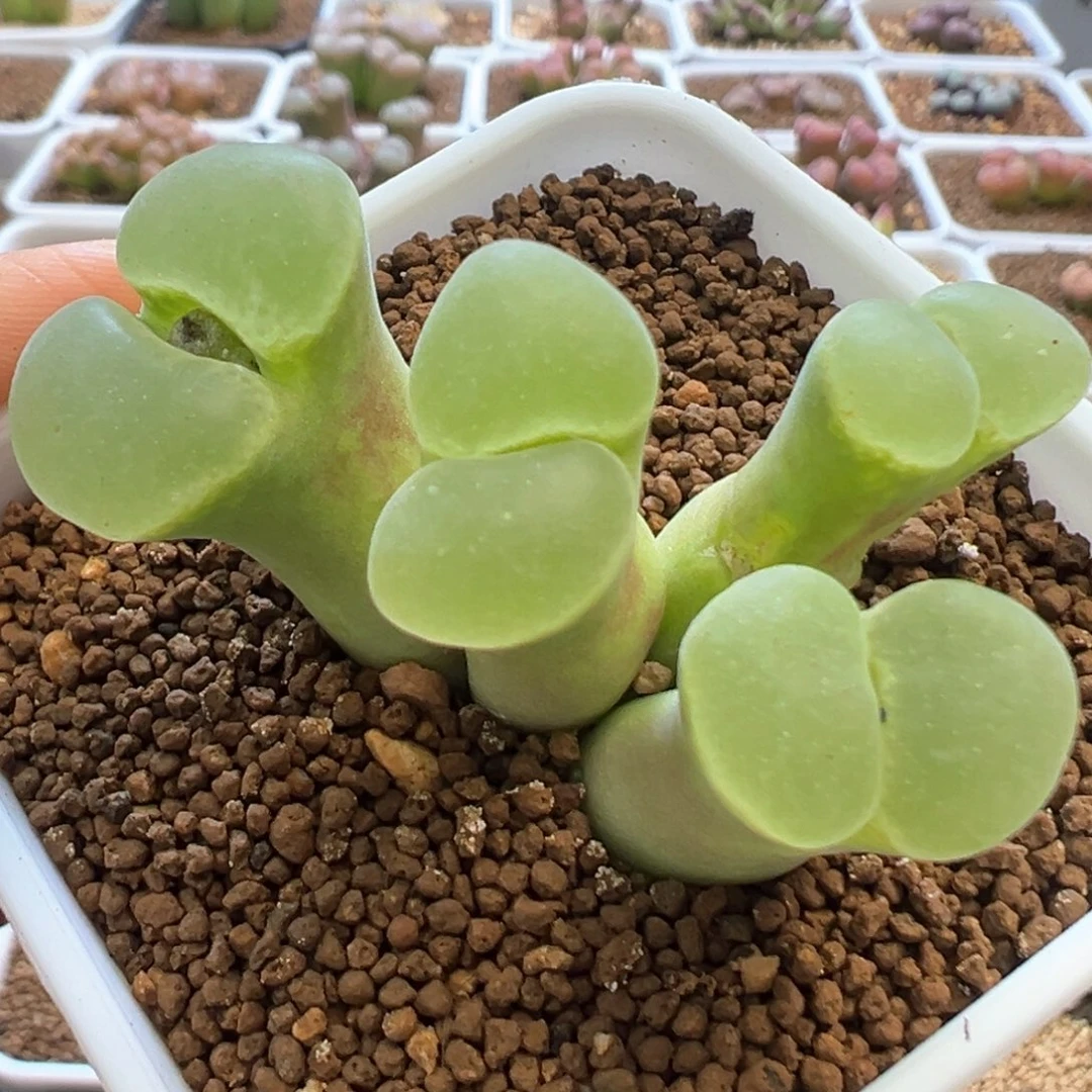 超美超美的 肉锥植物