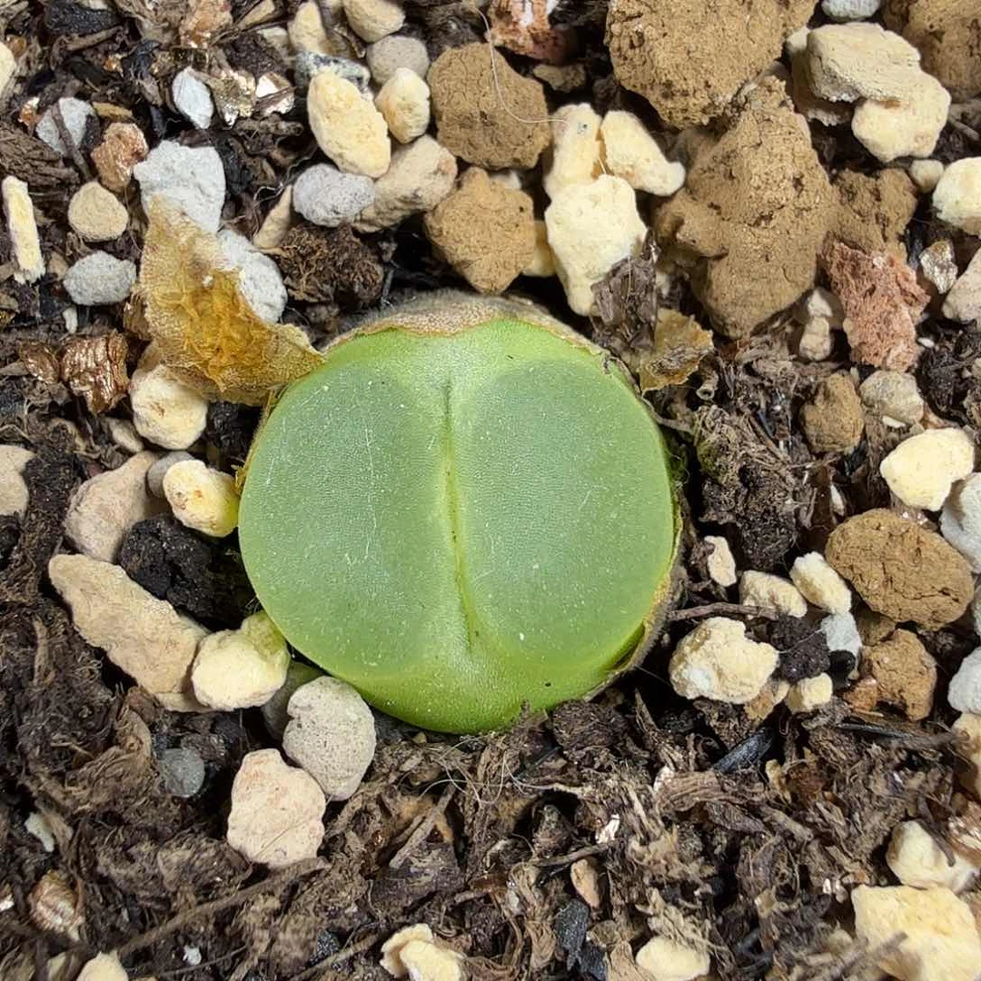 拉登拉登拉登拉登
