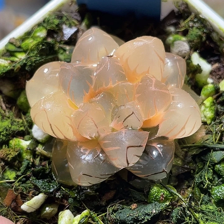 545股斑水中月锦特选福利