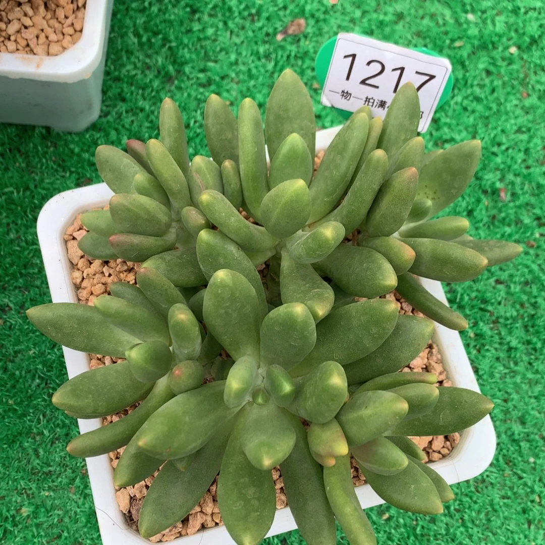 芒果奶无砍平头1217