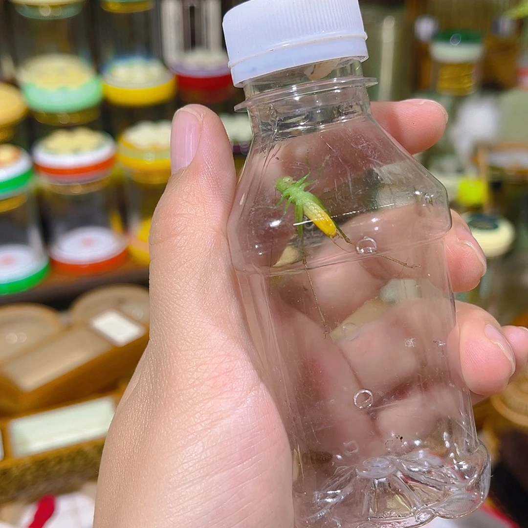 蟋蟀一只糖果螽斯