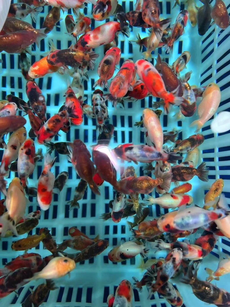 兰寿将军鱼苗随机一只（偏远地区不发，海南不发）