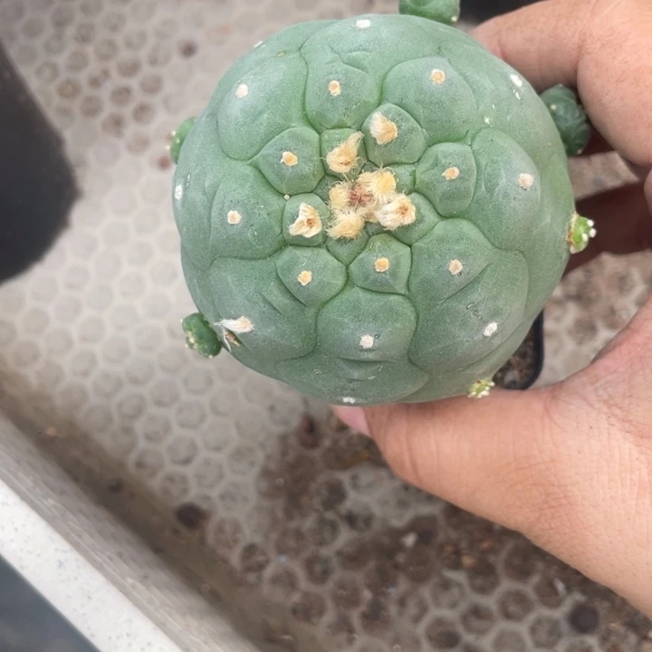 陈***玲实生一颗带盆发货